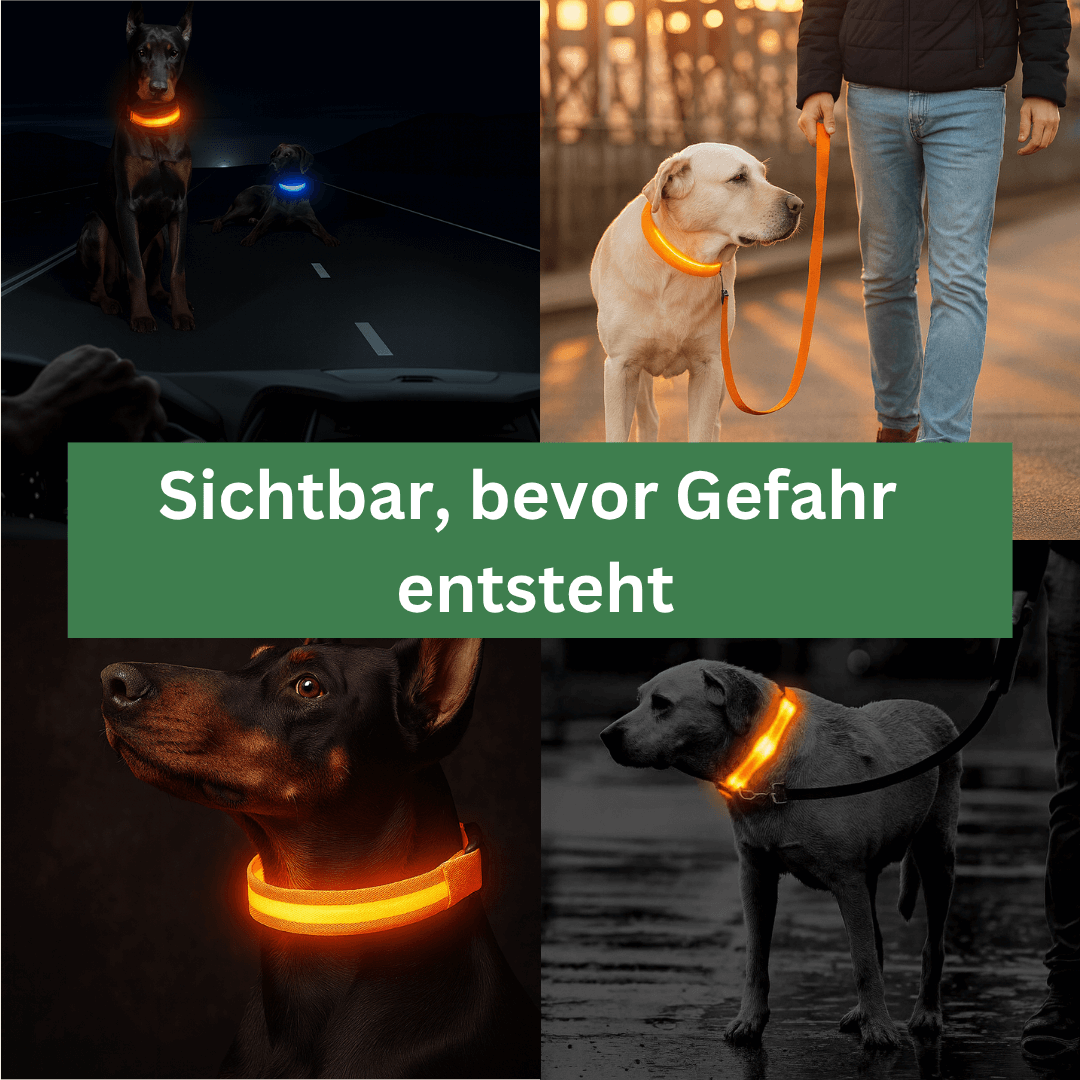 led hundehalsband fuer bessere sichtbarkeit bei dunkelheit
