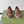 GG Men's Horsebit Loafer Dark Brown Suede 543474